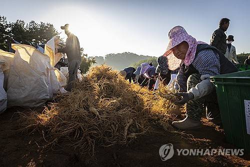 민통선 6년근 개성인삼 수확 [연합뉴스 자료사진]