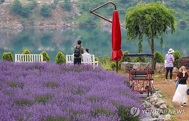 "보랏빛 세상" 라벤더 활짝 핀 무릉별유천지 [연합뉴스 자료사진]