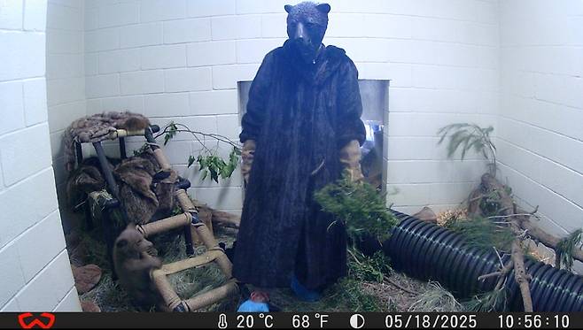 '베이비 베어'에게 먹이를 주기 위해 모피를 입고 곰 마스크 쓴 동물보호사 [샌디에이고 동물보호협회 제공. 재배포 및 DB 금지]