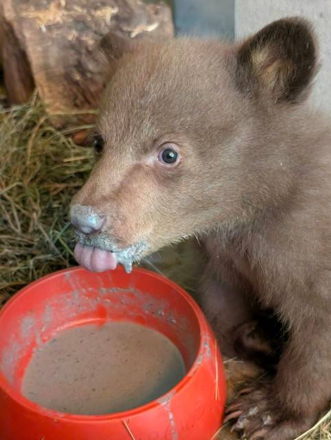 먹이 먹는 '베이비 베어' [샌디에이고 동물보호협회 제공. 재배포 및 DB 금지]
