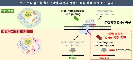 한국화학연구원은 세포에 자가포식을 유도하는 방식으로 유전자 교정 효율을 3배 높이는 데 성공했다. 화학연 제공