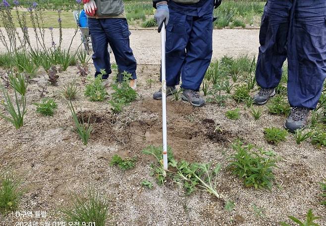 태화강 국가정원 관리원들이 튤립 도난 사건 현장을 살펴보고 있다. 울산시 제공