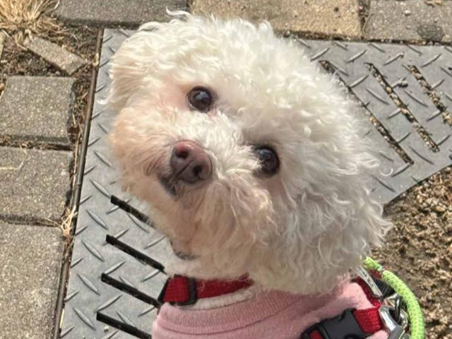 사람들과 짧은 눈맞춤, 손짓에도 온몸으로 반가움을 드러내는 제인이가 평생 가족을 기다리고 있다. 동물권행동 카라 제공