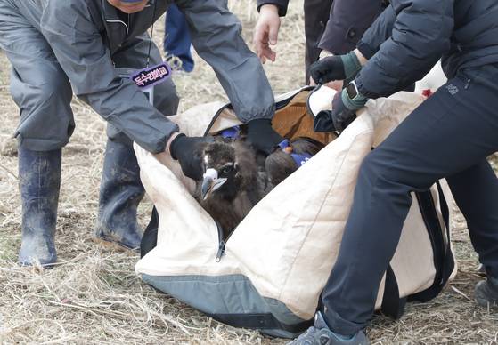 울산 태화강 삼호섬 하중도에서 구조 독수리를 야생으로 돌려보는 모습. 사진은 한쪽 눈이 안보이는 방사 직전의 독수리.뉴스1