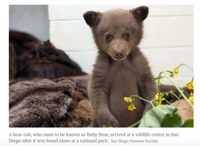 미국 샌디에이고 라모나 야생동물센터 입소한 새끼곰 ‘베이비 베어’. 뉴욕타임스 캡처