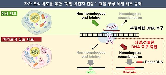 자가포식 유도를 통한 유전자 정밀 편집  [한국화학연구원 제공. 재판매 및 DB 금지]