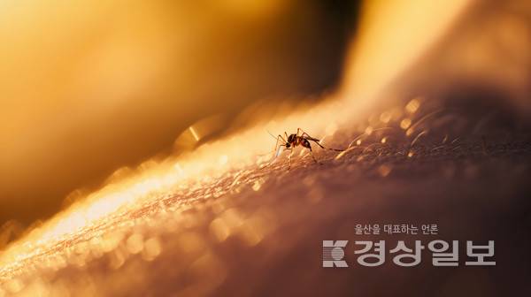 모기(기사와 무관한 자료이미지)