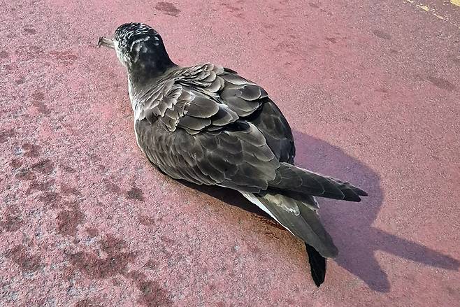 울릉도 도심도로에서 발견된 슴새. /독자제공