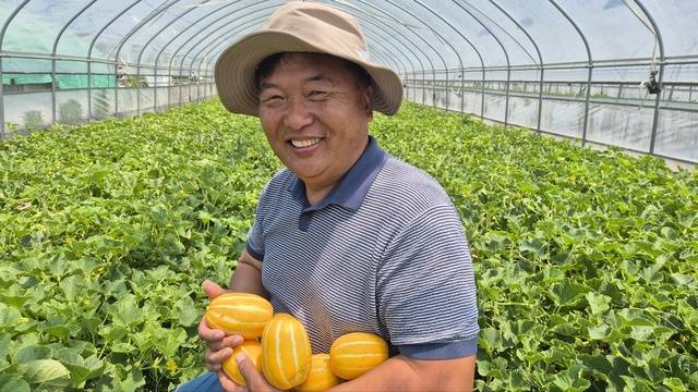 배선호 성주참외산업 혁신추진위원회 회장이 자신의 농장에서 참외를 수확하고 있는 모습. 이홍섭 기자