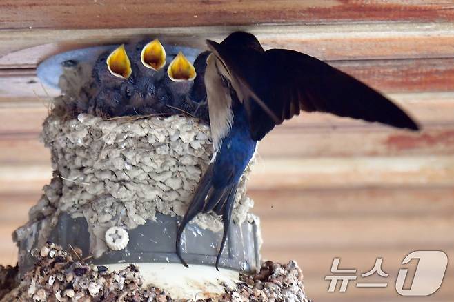 23일 경북 포항시 북구 영일대북부시장 상가 입구 전등위에 있는 제비 둥지에서 새끼들이 어미새가 물어다 주는 먹잇감을 받아먹고 있다. 2025.5.23/뉴스1 ⓒ News1 최창호 기자