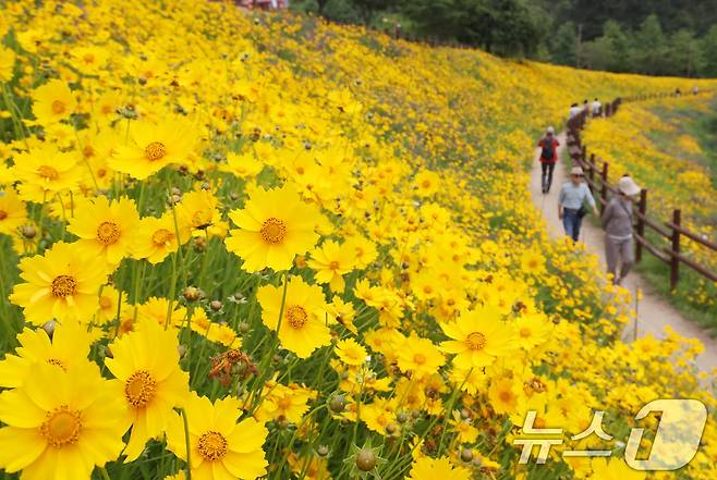초여름 더위가 한풀 꺾이고 선선한 날씨를 보인 23일 경남 함안군 악양생태공원을 찾은 관광객들이 활짝 핀 금계국을 감상하고 있다. 2025.5.23/뉴스1 ⓒ News1 윤일지 기자