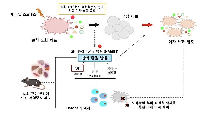 노화 전파 핵심인자 'HMGB1' 작용 모식도.(고대의대병원 전옥희 교수 연구팀 제공)/뉴스1
