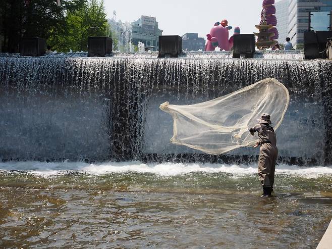 4월 청계천 담수어류 1차 공동학술조사 중 투망조사를 진행하는 모습. 국립중앙과학관 제공