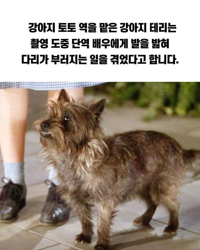 1000016273.jpg 파도파도 괴담만 나오는 오즈의 마법사 영화