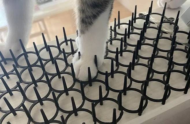 고양이를 막기위한 방지시트.jpg