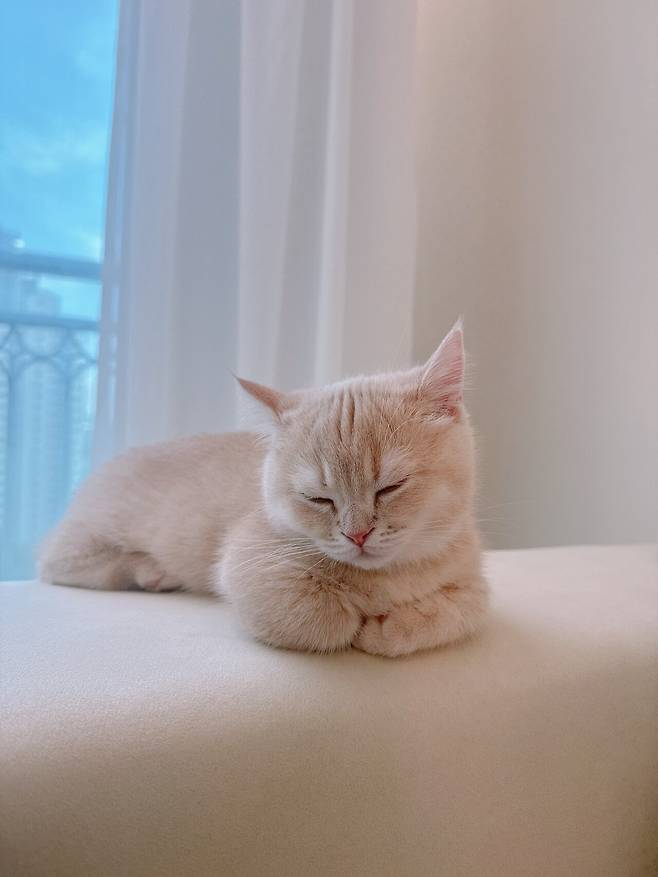 IMG_3060.jpeg 우리집 고양이 보고가