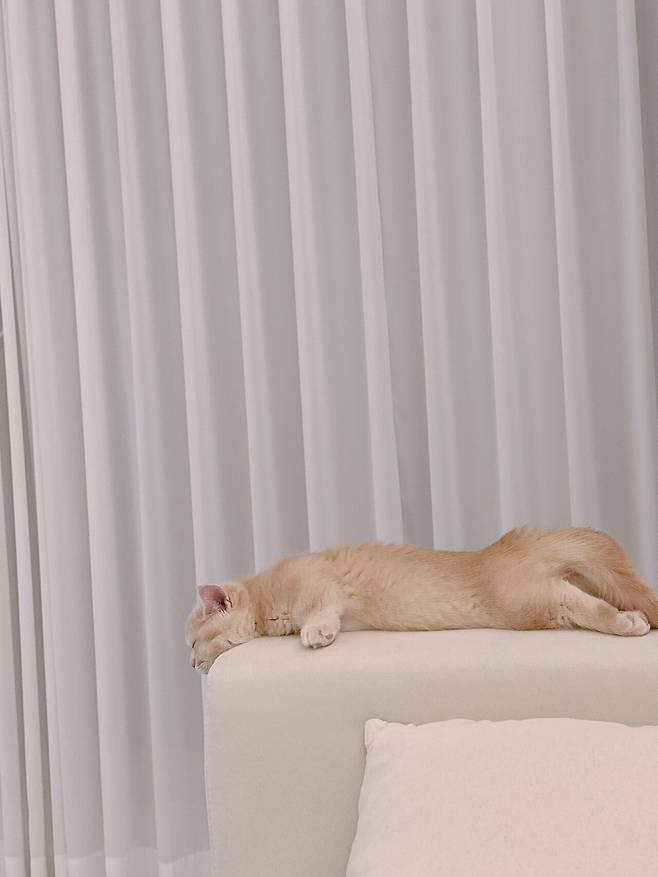 IMG_2967.jpeg 우리집 고양이 보고가