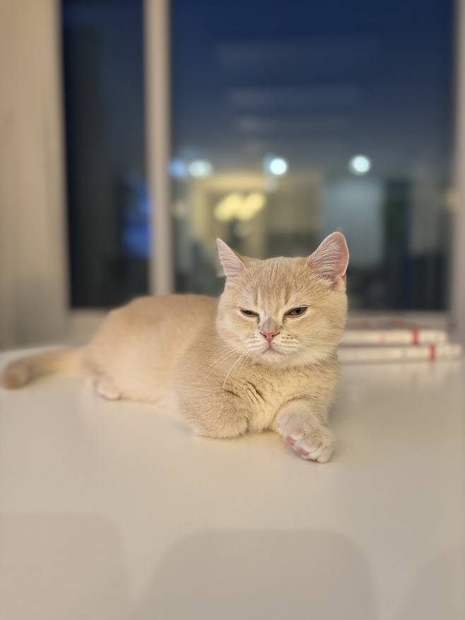 IMG_3289.jpeg 우리집 고양이 보고가