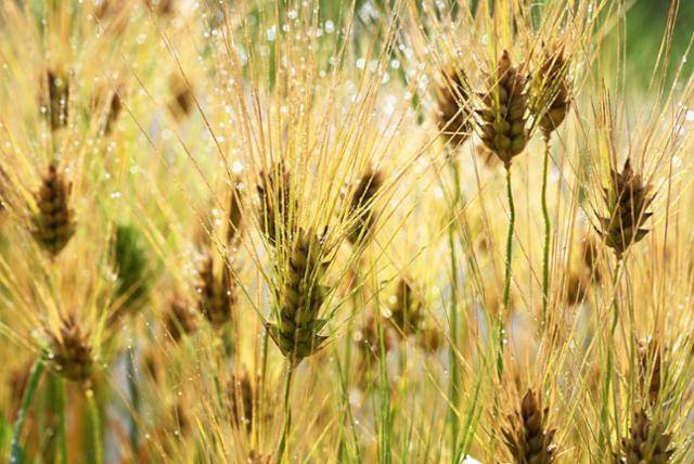 청보리가 봄비를 머금고 한강 변에 고요히 서 있다. 젖은 이삭들은 햇살에 물들며, 바람 따라 찰랑이는 물결은 시간의 결을 쓸어낸다. 청보리가 봄비를 머금고 한강 변에 고요히 서 있다. 젖은 이삭들은 햇살에 물들며, 바람 따라 찰랑이는 물결은 시간의 결을 쓸어낸다.