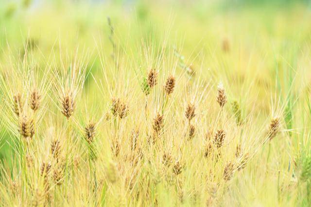 한강 변에 자란 청보리가 어느덧 황금빛으로 물들어 강바람에 살랑이며 춤추듯 흔들리자, 그 고요한 풍경에 사람들의 시선이 자연스레 머문다.