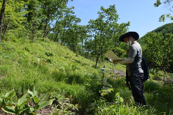 국립산림과학원 연구사들이  구상나무 보존원에서 모니터링 하고 있다. 국립산림과학원 제공