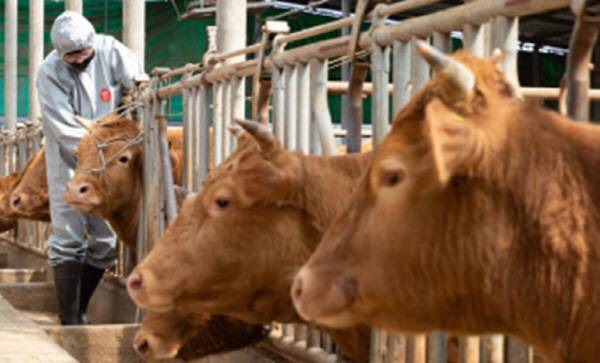 축산 농장에서 사육되고 있는 소.