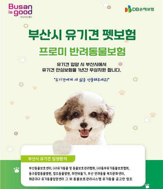 부산시 유기견 입양 펫보험 무료 지원 안내문/사진=부산시