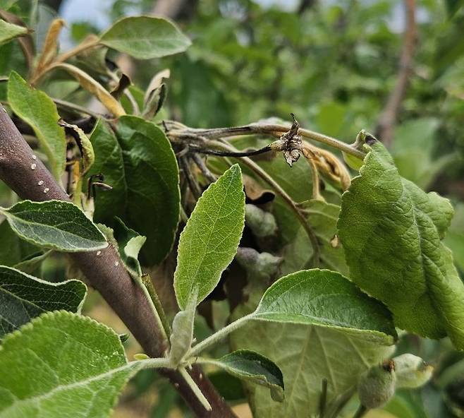 [세종=뉴시스] 충북 충주시 한 사과 과수원에서 과수화상병이 발생했다. (사진=농촌진흥청 제공) 2025.05.26. photo@newsis.com *재판매 및 DB 금지