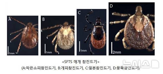 [울산=뉴시스]SFTS 매개 참진드기. photo@newsis.com