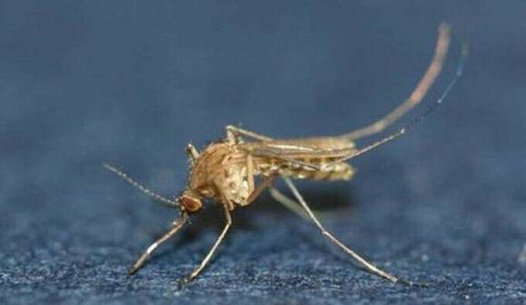 일본뇌염 매개 모기인 ‘작은빨간집모기’.