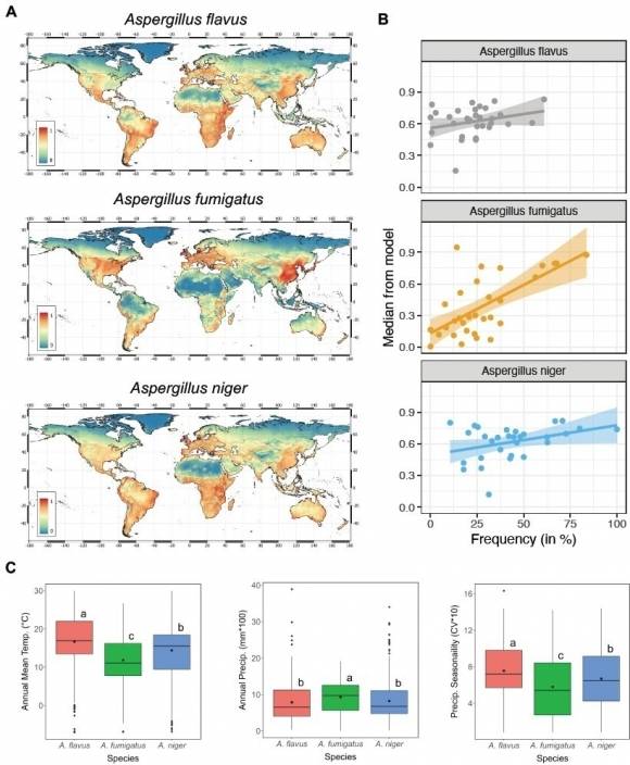 2025년 5월 2일(현지시간) 영국 맨체스터대 소속 노르만 판레인, 리버풀 열대의학대학원 소속 크리스토퍼 유젤, 영국 생태수문학센터(UKCEH) 소속 제니퍼 셸턴 등 박사후 연구원 3명이 인터넷에 공개한 아스페르길루스 균류의 지리적 이동 예상 논문 초안에 실린 지도와 그래프. 리서치스퀘어 공개 프리프린트 캡처