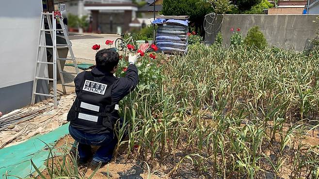 사천해경 양귀비 불법 재배 단속 [사천해양경찰서 제공. 재판매 및 DB 금지]