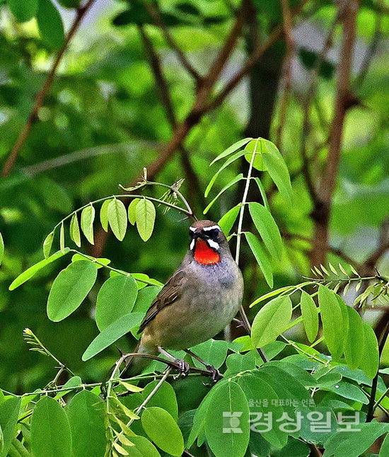 ▲ 진홍가슴. 윤기득 사진작가 제공