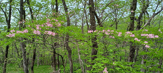 청옥산 명품숲길에 핀 철쭉. /영주국유림관리소 제공