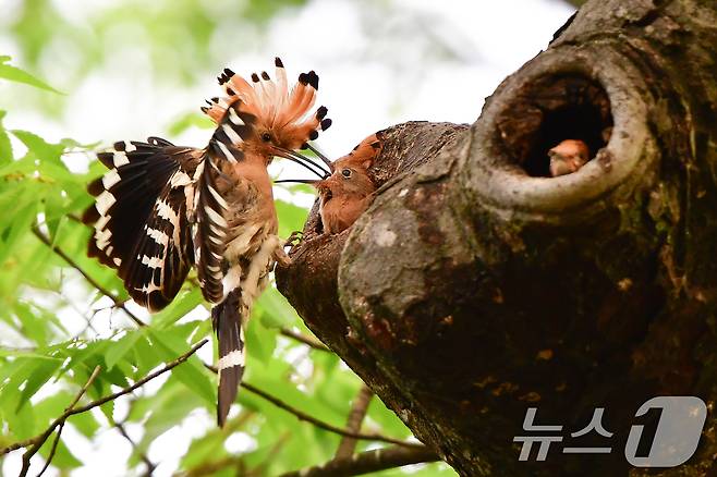지난 17일 경주 황성공원 느티나무에 둥지를 튼 후투티 새끼들이 이소 준비를 하고 있다. 2025.5.17/뉴스1 ⓒ News1 최창호 기자