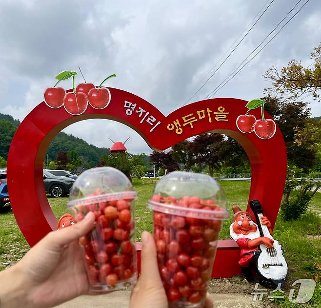 양양 앵두사랑 앵두축제 현장.(양양군 제공, 재판매 및 DB 금지) 2025.5.27/뉴스1
