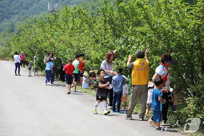 양양 앵두사랑 앵두축제 현장.(양양군 제공, 재판매 및 DB 금지) 2025.5.27/뉴스1