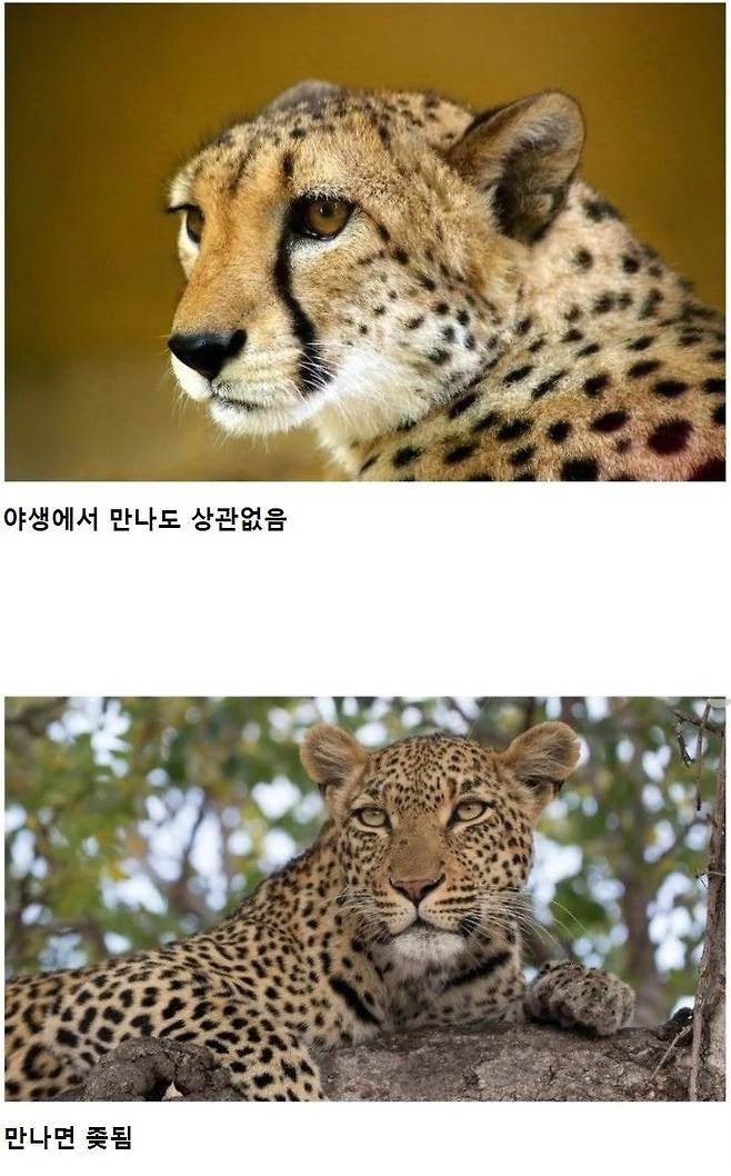 찐 동물 전문가 마사이족 피셜 착한 동물 갑 오브 갑