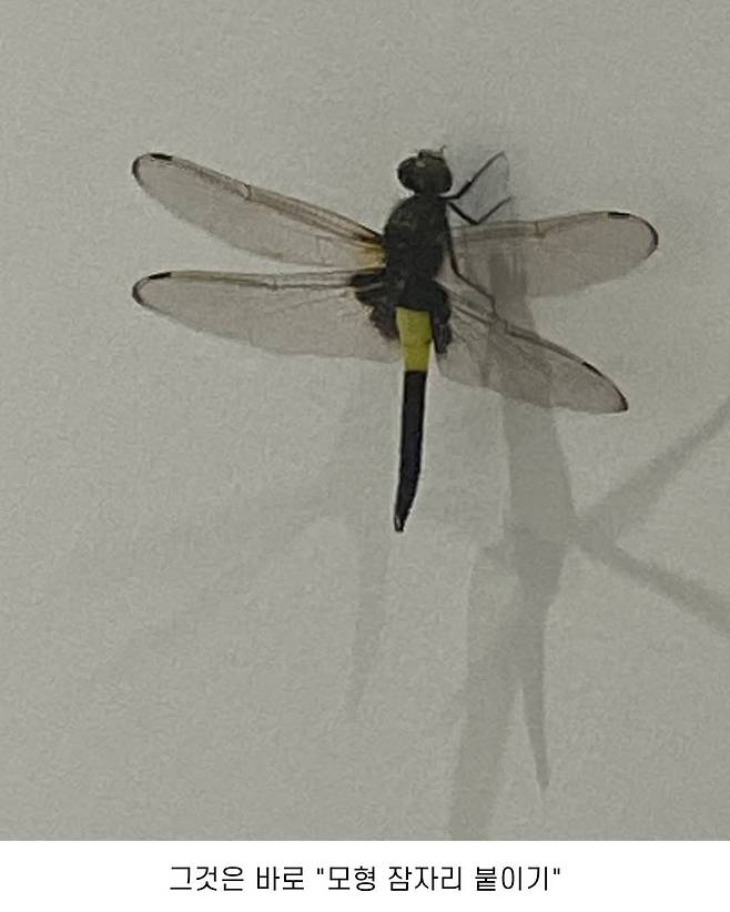 벌레 대량 발생한 오사카 엑스포 대처법