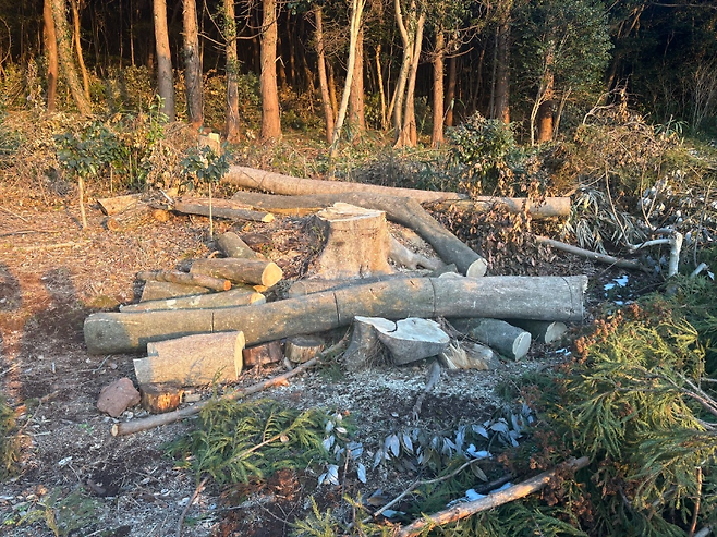 제주도 서귀포시 남원읍에 있는 '넉시오름'이 무단 벌채 등으로 훼손된 모습. (제주자치경찰단 제공)