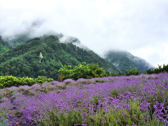 A view of Yangwon Lavender's ″Healing Garden″ in Uljin, North Gyeongsang [YANGWON LAVENDER]