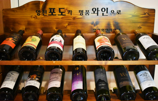 경상북도 영천시가 한국여자바둑리그 신생팀 ‘영천 명품 와인’을 창단했다. 경상북도 공식블로그 캡처