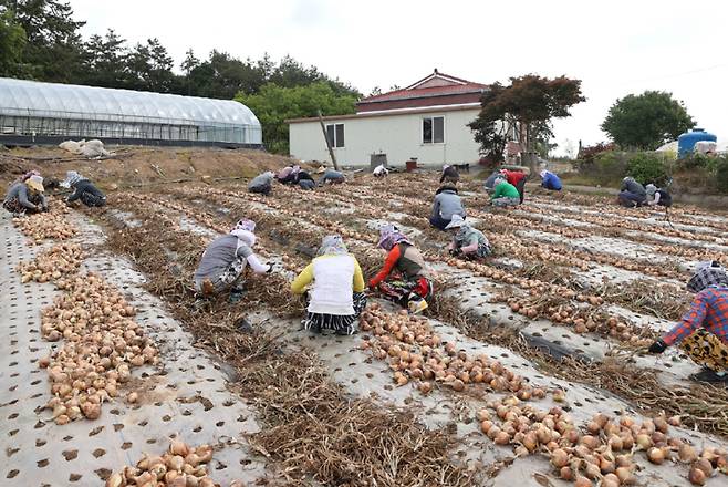 무안군청 재직 공무원 배우자로 구성된 백련회가 현경면의 한 양파 재배 농가를 방문해 일손 돕기를 벌이고 있다. /무안군