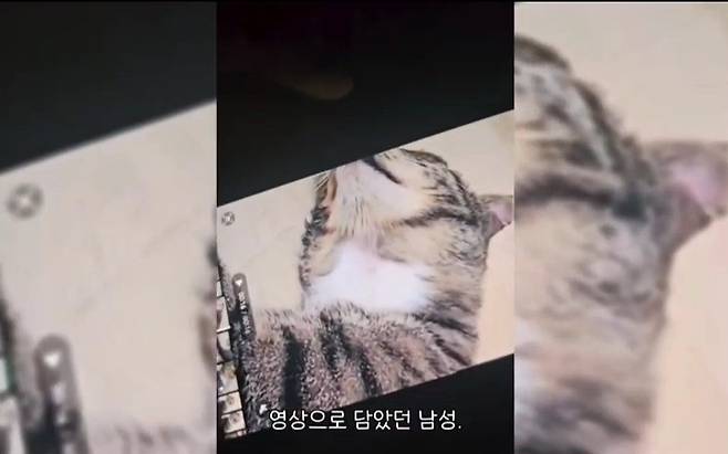 A씨 휴대전화에 저장된 정신 잃은 고양이 사진 [출처= 동물권단체 '케어' 영상 캡처]