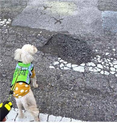 서울 반려견 순찰대 [서울시 제공. 재판매 및 DB 금지]