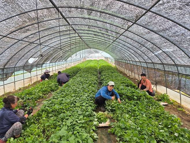 익산시 외국인 계절근로자 [익산시 제공. 재판매 및 DB 금지]