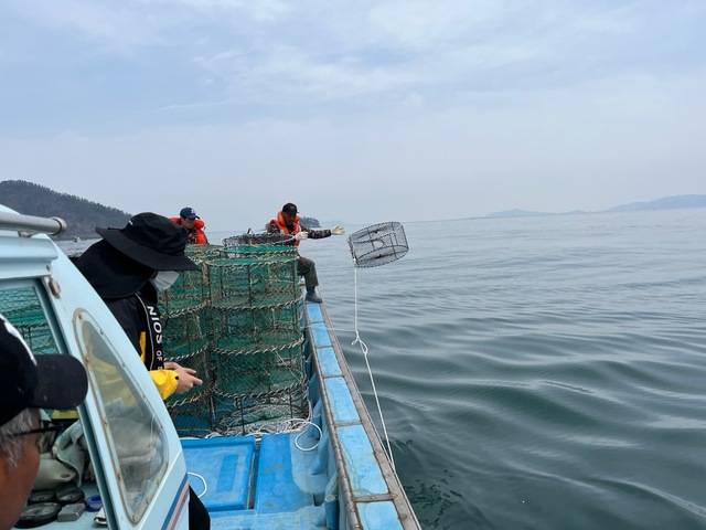 군산시가 산란시설물(갑오징어 통발) 900개를 비안도‧방축도‧연도 등 3개소에 300개씩 설치했다./사진제공=군산시