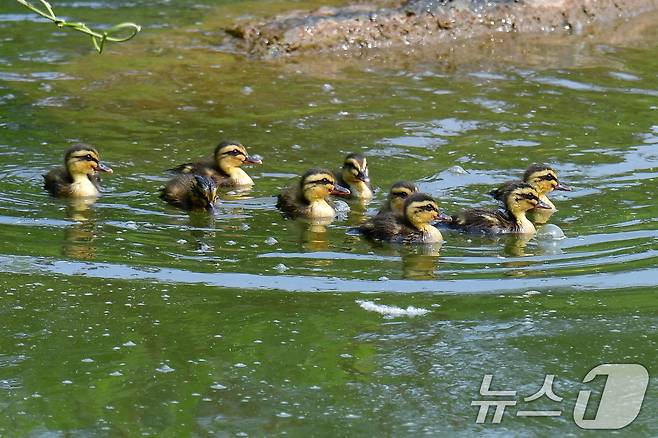 28일 오후 경북 포항시 남구 영일대 연못에서 흰뺨검둥오리 새끼들이 먹잇감을 찾아 무리지어 다니고 있다. 2025.5.28/뉴스1 ⓒ News1 최창호 기자
