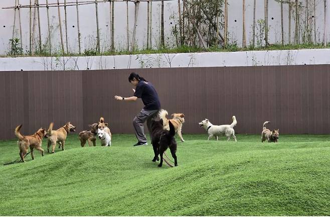 경기도 반려마루 여주 직원이 경북 산불구조견들의 운동 및 사회화 활동을 돕고 있다. 경기도 제공