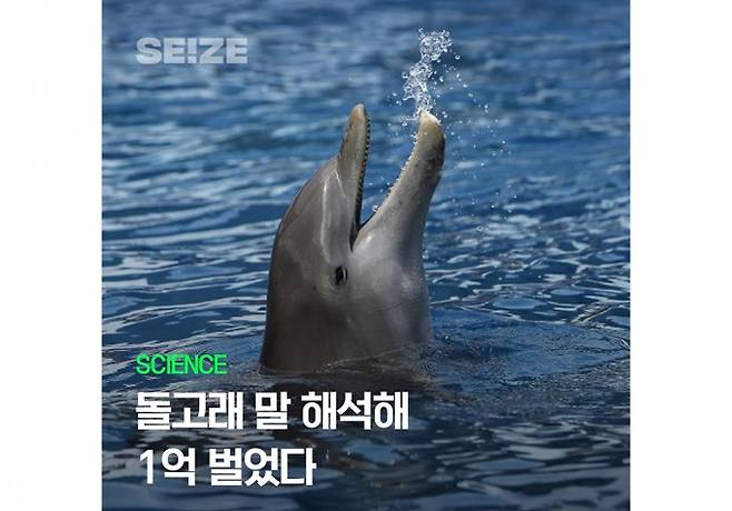 연구 대상인 큰돌고래. &nbsp;Laela Sayigh et al, bioRxiv(2025) 제공